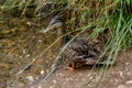 Duck in the arlazon river of Burgos Royalty Free Stock Photo