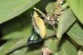 Green-headed Sunbird Cyanomitra verticalis Hanging Upside Down Royalty Free Stock Photo