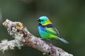 Green headed Tanager perched on branch