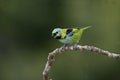 Green-headed tanager, Tangara seledon