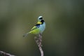 Green-headed tanager, Tangara seledon