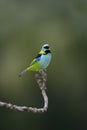 Green-headed tanager, Tangara seledon