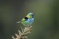 Green-headed tanager, Tangara seledon