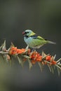 Green-headed tanager, Tangara seledon