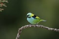 Green-headed tanager, Tangara seledon