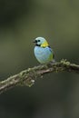 Green-headed tanager, Tangara seledon