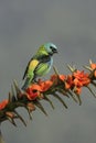 Green-headed tanager, Tangara seledon