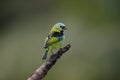 Green-headed tanager, Tangara seledon