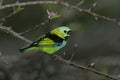 Green-headed tanager, Tangara seledon