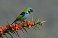 Green-headed tanager, Tangara seledon