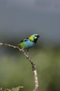 Green-headed tanager, Tangara seledon