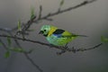 Green-headed tanager, Tangara seledon