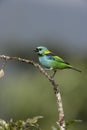 Green-headed tanager, Tangara seledon