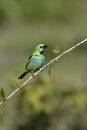 Green-headed tanager, Tangara seledon