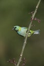 Green-headed tanager, Tangara seledon