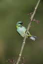 Green-headed tanager, Tangara seledon