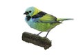 Green-headed tanager, Tangara seledon