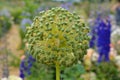 Green heads after bloom of \'Allium Purple Caila\' flower plant