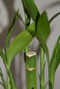 Bamboo plant showing stalk Royalty Free Stock Photo