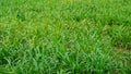 Green and healthy fodder for animals. Green millet or sorghum plants ready to feed pets