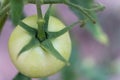 Green healthy fresh tomato in garden cultivated Royalty Free Stock Photo