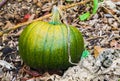 Green healthy halloween pumpkin vegetable laying on the ground in an organic garden Royalty Free Stock Photo
