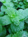 green and healthy mint plant