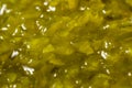 Green Healthy PIckle Relish Royalty Free Stock Photo