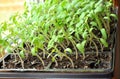 Tomato seedlings growing towards the sunlight on windowsill. Royalty Free Stock Photo