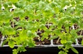 Tomato seedlings growing towards the sunlight on windowsill.