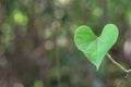 Green heart leaf in nature