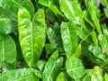 Green Heart Leaf Philodendron Royalty Free Stock Photo