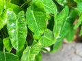 Green Heart Leaf Philodendron Royalty Free Stock Photo