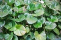 Green heart leaf philodendron hederaceum in garden background Royalty Free Stock Photo