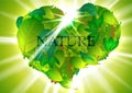 Green heart-leaves, high quallity  illustration Royalty Free Stock Photo
