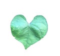 Heart shaped leaves white background Royalty Free Stock Photo