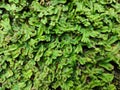 Green heart moss suitable for your baground