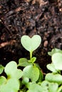 Green heart plant sprouting in garden