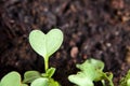 Green heart plant sprouting in garden