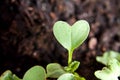 Green heart plant sprouting in garden