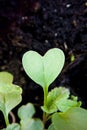 Green heart plant sprouting in garden