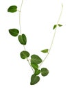 Green heart shaped fleshy leaf wild vine isolated on white background, clipping path included