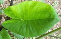 Green heart shaped plant leaf