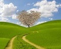 Green heart-shaped tree on a spring meadow-symbol of love and Valentine`s Day Royalty Free Stock Photo