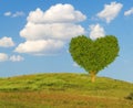 Green heart-shaped tree on a spring meadow-symbol of love and Valentine`s Day Royalty Free Stock Photo