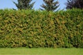 Green hedge