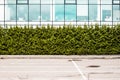 green hedge along the glass facade of a modern office building Royalty Free Stock Photo