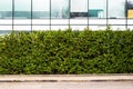 green hedge along the glass facade of a modern office building Royalty Free Stock Photo