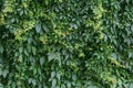 Green hedge background. Fence of creeper leaves. Texture of tree ivy, nature backgrounds. Creeper vine, natural pattern of leaf. W Royalty Free Stock Photo