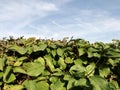 Green hedge and blue sky